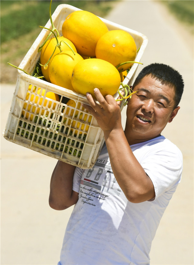 衡水:甜瓜飘香富农家