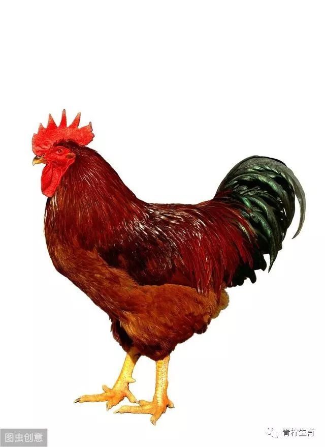 大金鸡要注意这三个年龄段