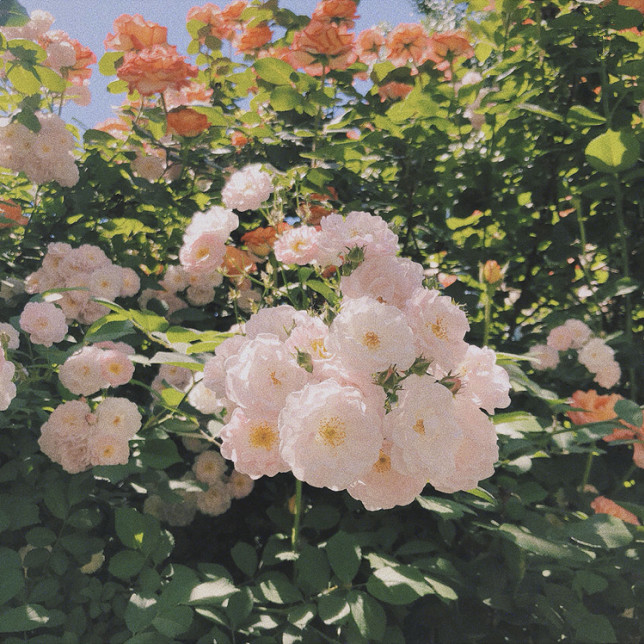 吹爆这组超仙的ins风滤镜,击爆少女心的美腻