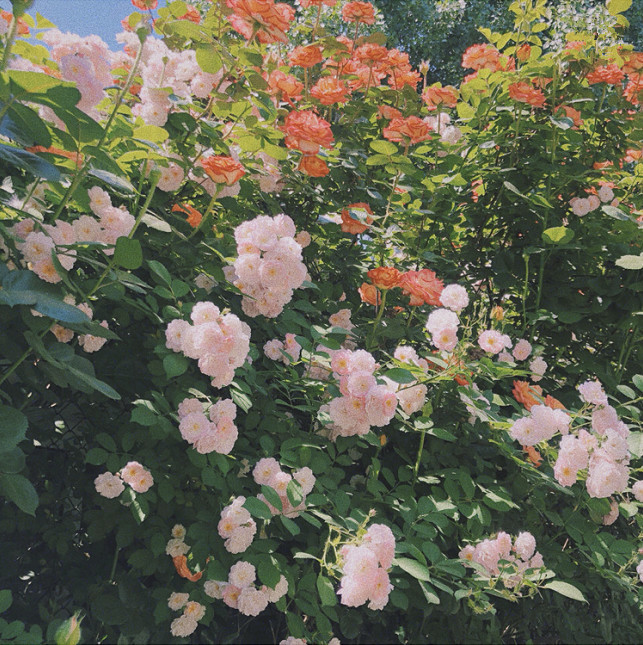 吹爆这组超仙的ins风滤镜,击爆少女心的美腻