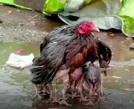 雨中护鸡图图片