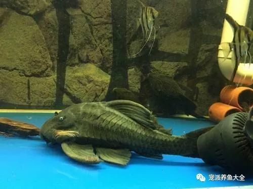 四种常见异型鱼饲养指南(参考版),看完涨姿势!