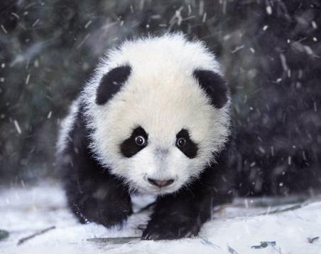 站立能高达三米,重达一吨的史前巨兽,却被看似弱小的种族灭绝了