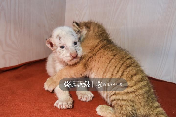 金虎雪虎龙凤胎即将满月六一亮相杭州野生动物世界