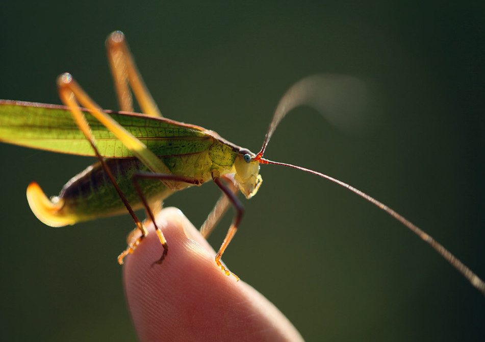 每天识两字:螽斯衍庆