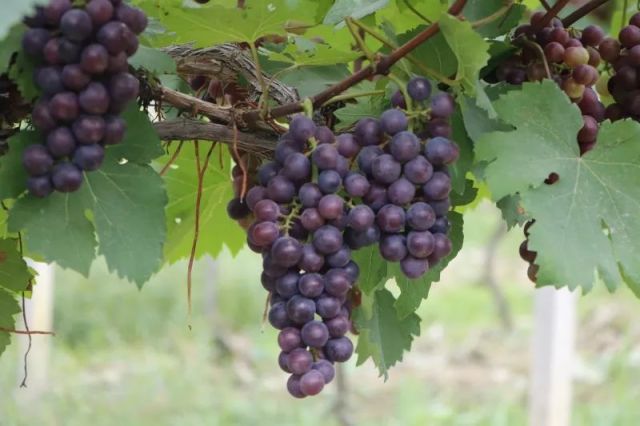 摘葡萄啦!酸酸甜甜过夏天