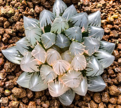 世上最贵多肉植物10万一盆 像灯一样透亮 是多肉玩家的终极梦