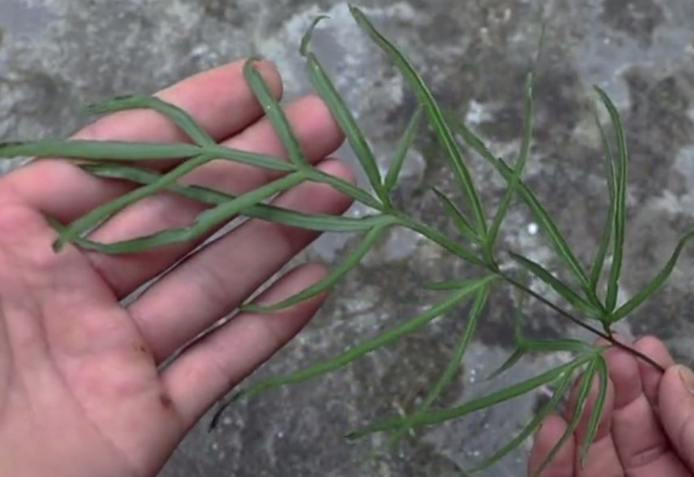 这种野草在农村很常见,村民们称"凤尾草",不仅价值高用途还广