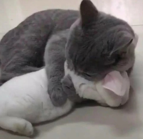 641