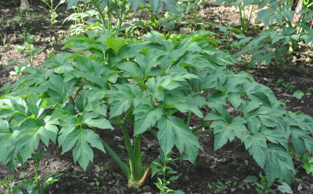 農村才有的一種野菜,它人稱