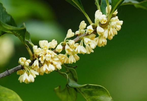 桂花 6月香 5月吃点 它 花苞一串又一串 花香满屋