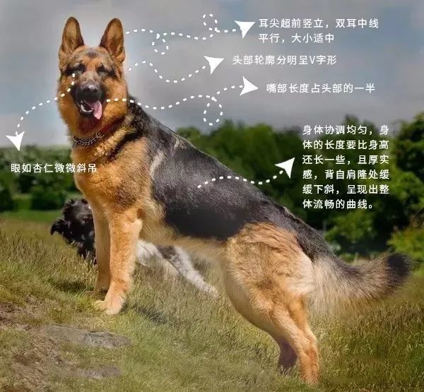 常见猛犬性格分析 养过5种即可召唤神龙 护卫犬 拳师犬 东德牧羊犬 罗威纳 神龙 猛犬