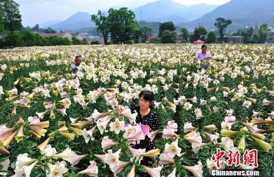 航拍江西万载百亩百合花海竞相开放美不胜收 腾讯网