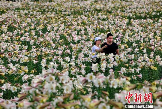 航拍江西万载百亩百合花海竞相开放美不胜收 腾讯网