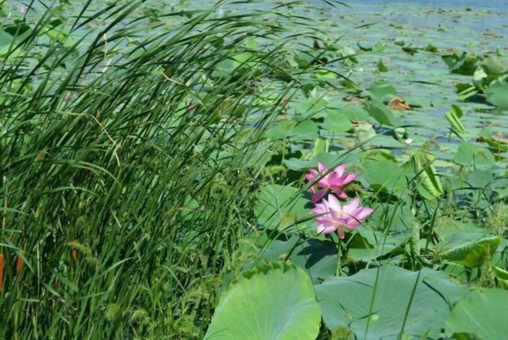 文:沈重光  诵:薛飞 早就听说故乡的滆湖里有一片诱人的野荷,万顷碧波