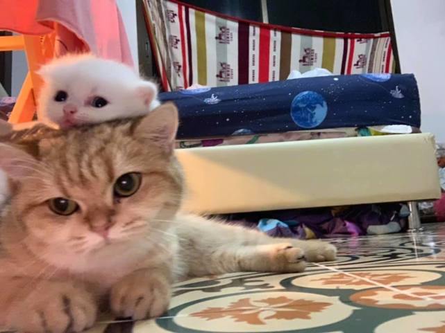 腾讯内容开放平台