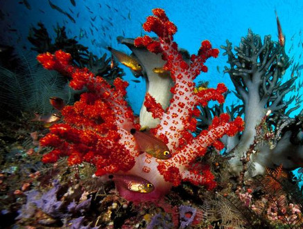 灵签占卜:在你眼中,哪片珊瑚丛最美?测出你的学习成绩如何?_腾讯新闻