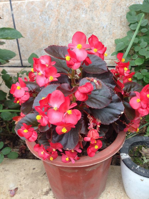 腾讯内容开放平台