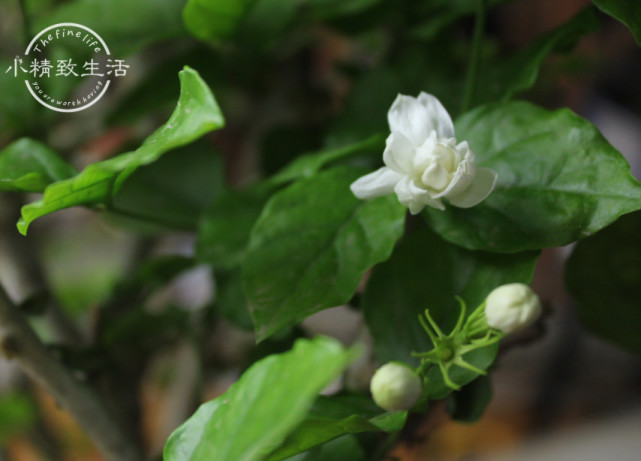 立夏后养茉莉花 注意3点 枝繁叶茂猛爆花 一直开到11月 腾讯网