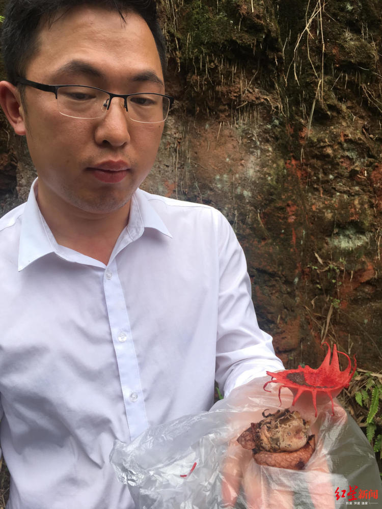 川南深山发现罕见红星头菌 长得很惊艳可惜又臭又有毒