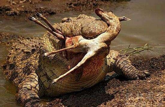 鲨鱼大战鳄鱼,谁才是真正的"水中霸主"?