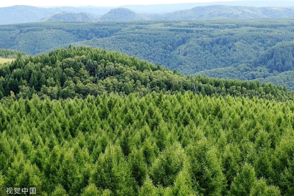 治理流动的沙丘是最有活力的部分50年前它只是地图上的一片黄色塞罕坝