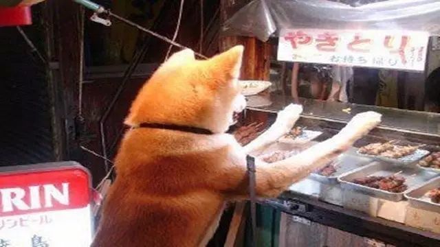 自己家的狗 当饭桌就别想了 做个饭桶还差不多 别人家的狗 奏是这么省