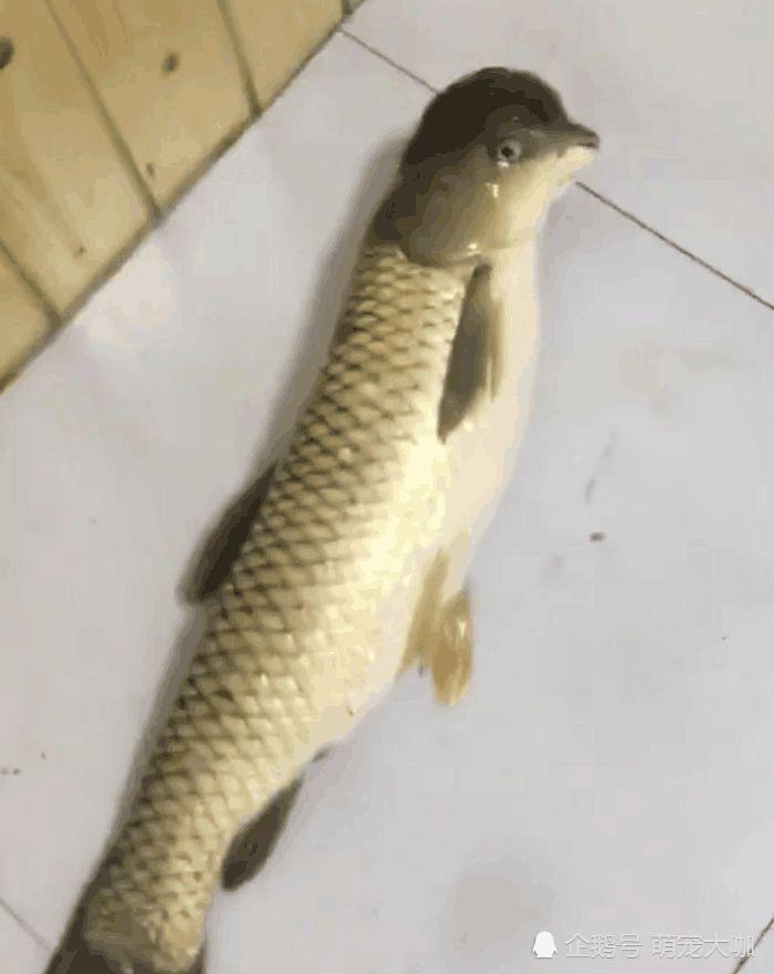 承包水库养鱼,半年后请人捕鱼,看到鱼时,不淡定了