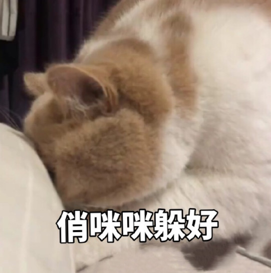 可爱萌猫表情包:我要悄咪咪的躲好呢!
