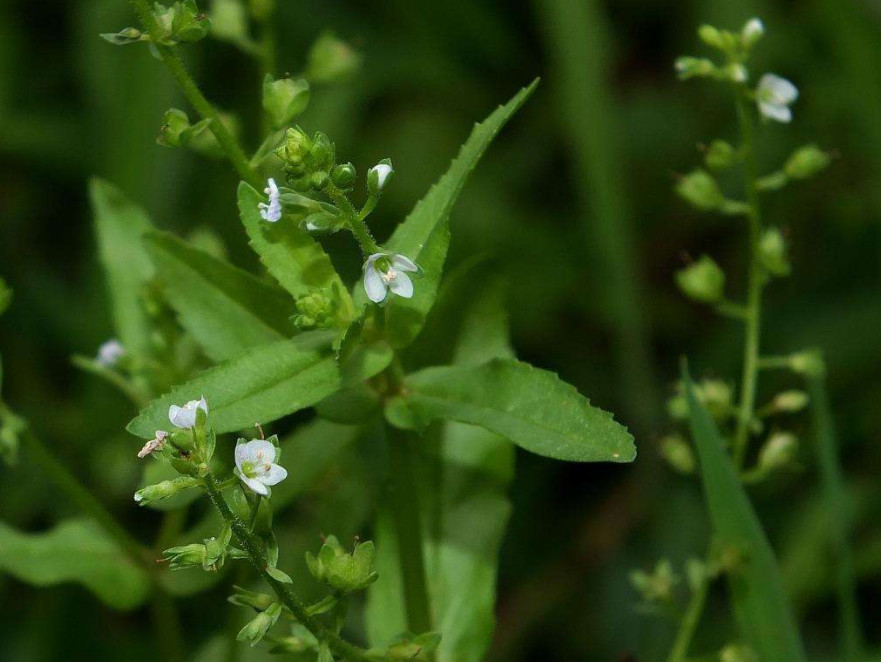 其实这种野草在农村,人们都称之为夺命丹,蟠桃草,接骨仙桃,水泽兰,蛇