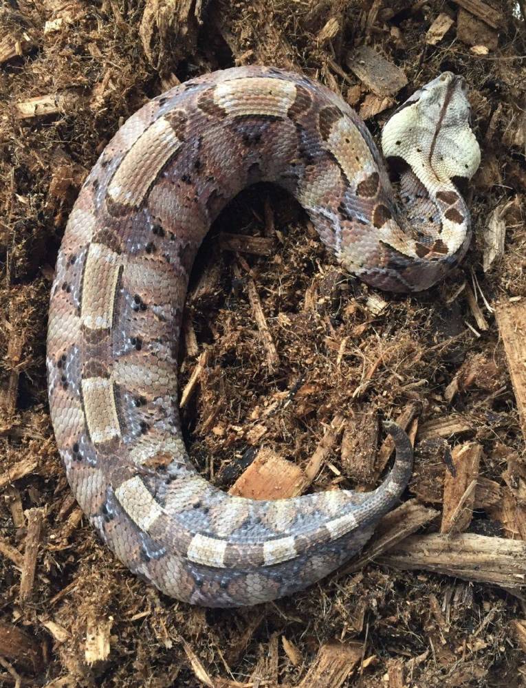 什么生物?江边捕鱼发现"奇物",如虫子蠕动,却吐出"蛇信子"