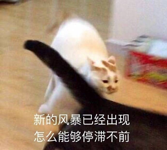 萌宠猫咪表情包:肯定有什么不可告人的秘密