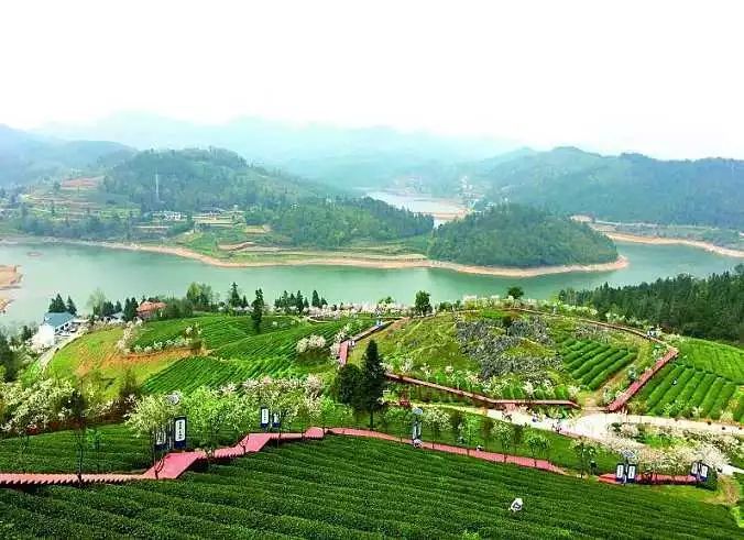 余庆县委书记第三次出镜代言:常饮余庆干净茶,健康伴你走天涯!