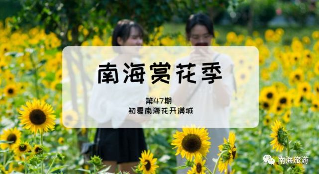 向日葵 蜜糖草 硫华菊 南海初夏花开正盛 全部免费赏