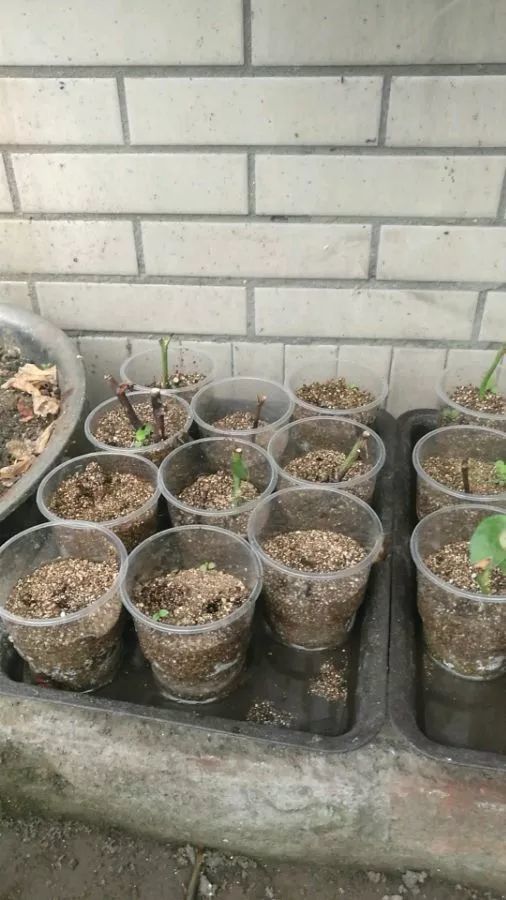 粉浸泡,促进生根发芽,不过如果花友身边没有生根水,可以用点自制生根