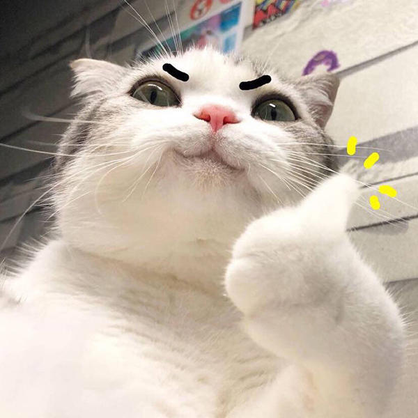 猫咪背景图 和猫一起的日子总是很美好