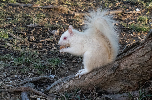 这也给我们提供了一种判断一只白色动物是否得了白化病的依据:如果一