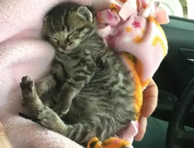 腾讯内容开放平台