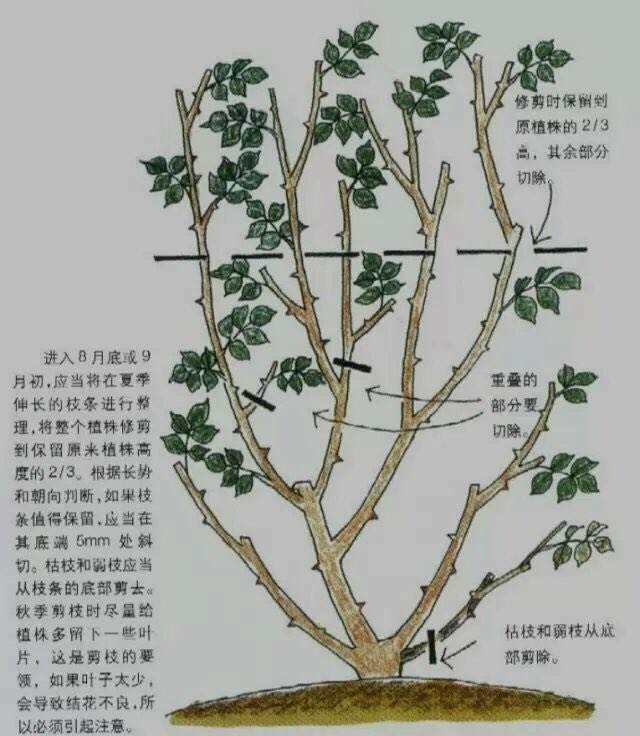 在每年春季要对病枝,枯枝,徒长枝进行修剪,而每次花朵开败以后及时