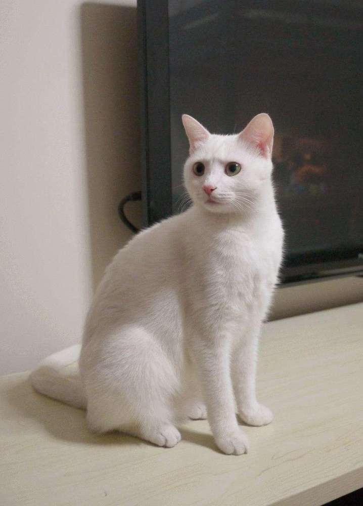 小白猫胖出"象腿"贼可爱,铲屎官羡慕哭:想变成猫,腿粗都可爱