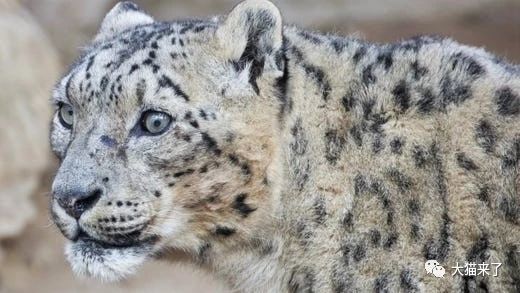 世界上已知最长寿的雪豹去世，相当于人类106岁