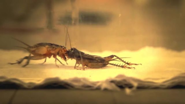 腾讯内容开放平台