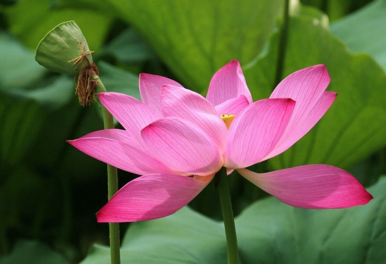 荷花是什么时候开(月季花是什么季节开的)