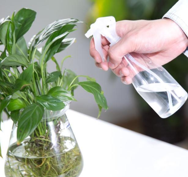 香蕉皮是养花"神器",在家一处理,刺激花卉生长,叶子更油亮