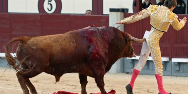 斗牛士被公牛刺入臀部 伤口长达25厘米险丧命