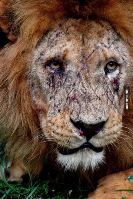 一个真正的狮子王的脸,太震撼了!神回复:又和老婆吵架了吧!