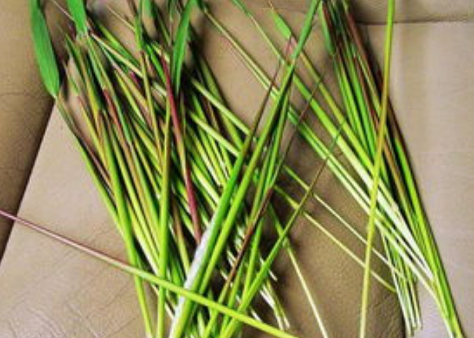 乡下一植物是小时候的回忆,人称"钻地龙",如今能卖15元一斤