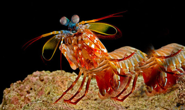 雀尾螳螂虾镰刀图片