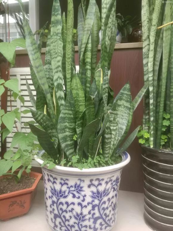 白玉虎尾兰-虎尾兰的养护方法-虎尾兰耐阴耐旱,是很好养的花卉.