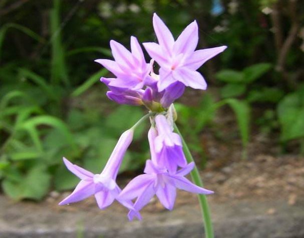 此种 韭菜 开花呈紫色 花期还长达100天 抓紧去养一盆